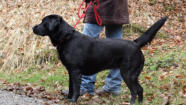 Foto: Labrador-of-Hohenlohe