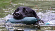 Foto: Labrador-of-Hohenlohe