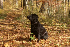 Foto: Labrador-of-Hohenlohe