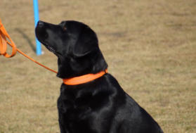 Foto: Labrador-of-Hohenlohe