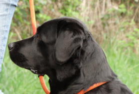 Foto: Labrador-of-Hohenlohe