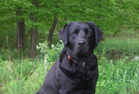 Foto: Labrador-of-Hohenlohe