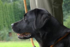 Foto: Labrador-of-Hohenlohe