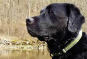 Foto: Labrador-of-Hohenlohe