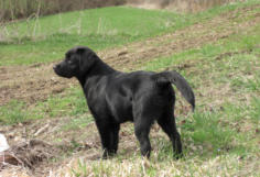 Foto: Labrador-of-Hohenlohe