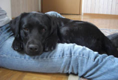 Foto: Labrador-of-Hohenlohe