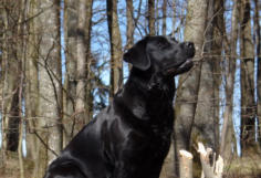 Foto: Labrador-of-Hohenlohe