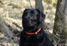 Foto: Labrador-of-Hohenlohe