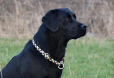 Foto: Labrador-of-Hohenlohe