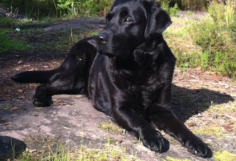 Foto: Labrador-of-Hohenlohe