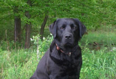 Foto: Labrador-of-Hohenlohe