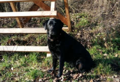 Foto: Labrador-of-Hohenlohe