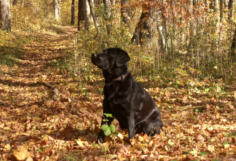 Foto: Labrador-of-Hohenlohe