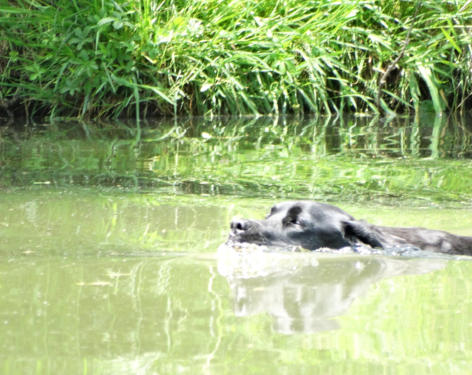 Foto: Labrador-of-Hohenlohe