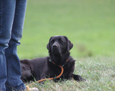 Foto: Labrador-of-Hohenlohe