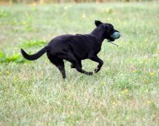 Foto: Labrador-of-Hohenlohe