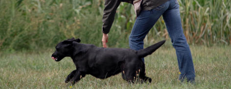 Foto: Labrador-of-Hohenlohe