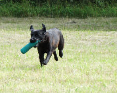 Foto: Labrador-of-Hohenlohe