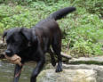 Foto: Labrador-of-Hohenlohe