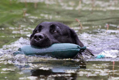 Foto: Labrador-of-Hohenlohe