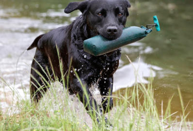 Foto: Labrador-of-Hohenlohe