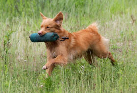 Foto: Labrador-of-Hohenlohe