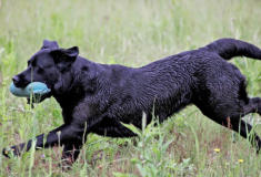 Foto: Labrador-of-Hohenlohe