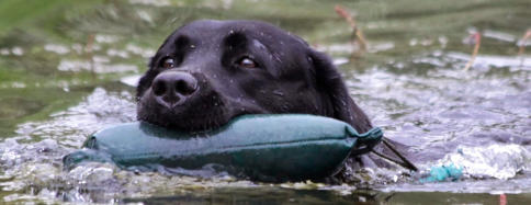 Foto: Labrador-of-Hohenlohe