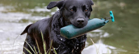 Foto: Labrador-of-Hohenlohe