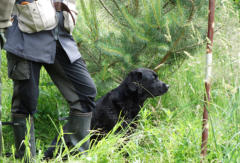 Foto: Labrador-of-Hohenlohe