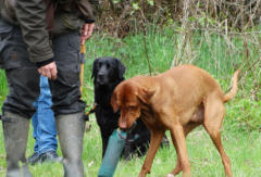 Foto: Labrador-of-Hohenlohe