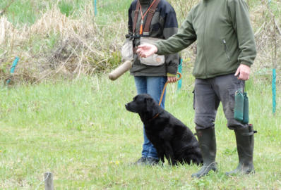 Foto: Labrador-of-Hohenlohe