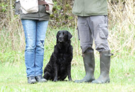 Foto: Labrador-of-Hohenlohe