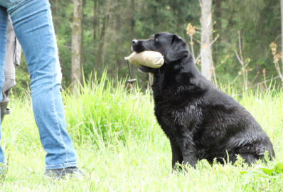 Foto: Labrador-of-Hohenlohe