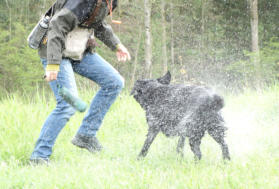 Foto: Labrador-of-Hohenlohe