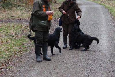 Foto: Labrador-of-Hohenlohe