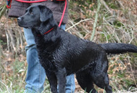 Foto: Labrador-of-Hohenlohe