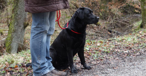 Foto: Labrador-of-Hohenlohe