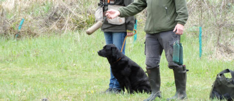 Foto: Labrador-of-Hohenlohe