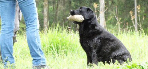 Foto: Labrador-of-Hohenlohe